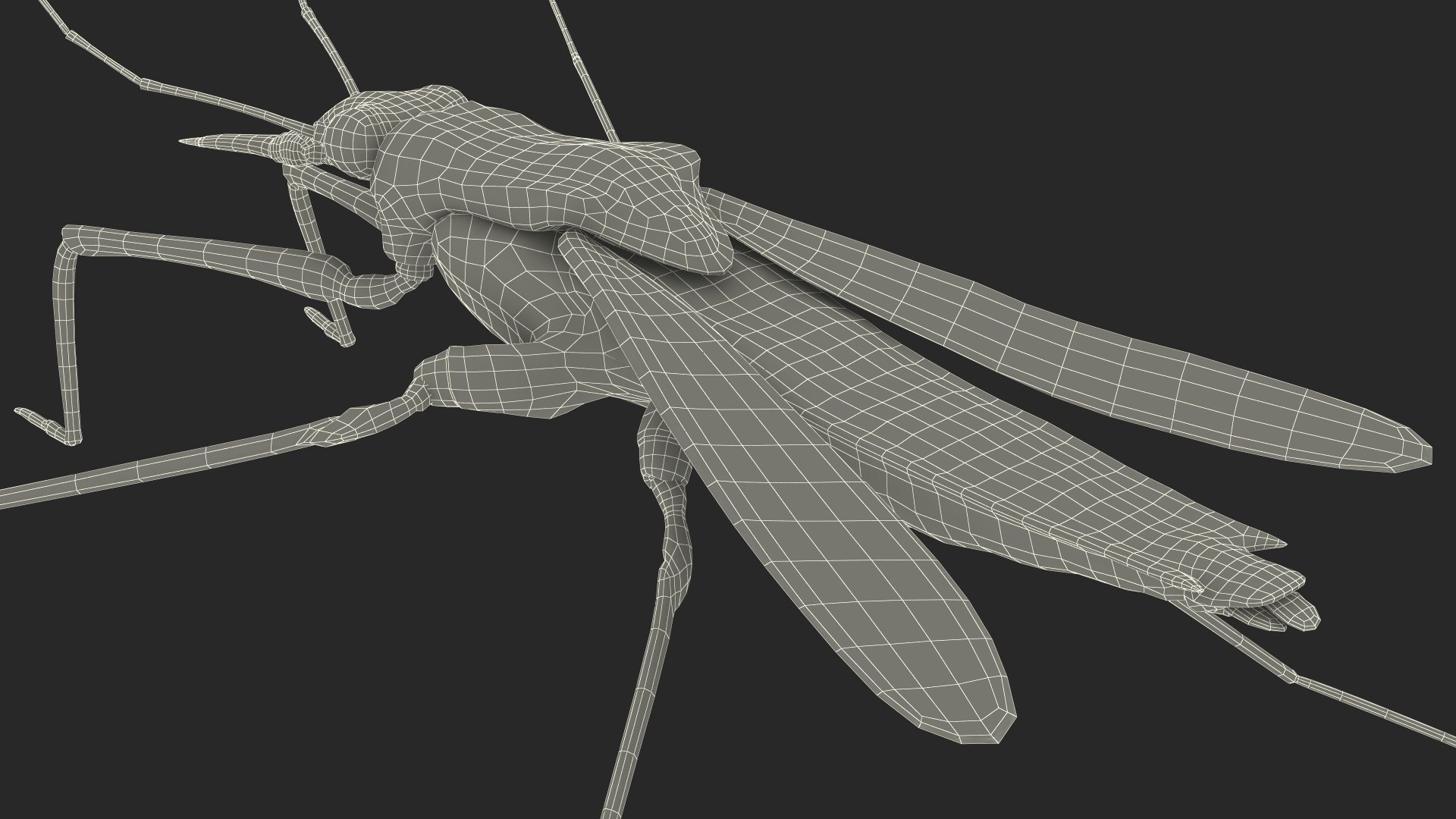 3D Water Strider Stand Pose Model - TurboSquid 2114398