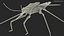 3D Water Strider Stand Pose model