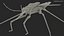 3D Water Strider Stand Pose model