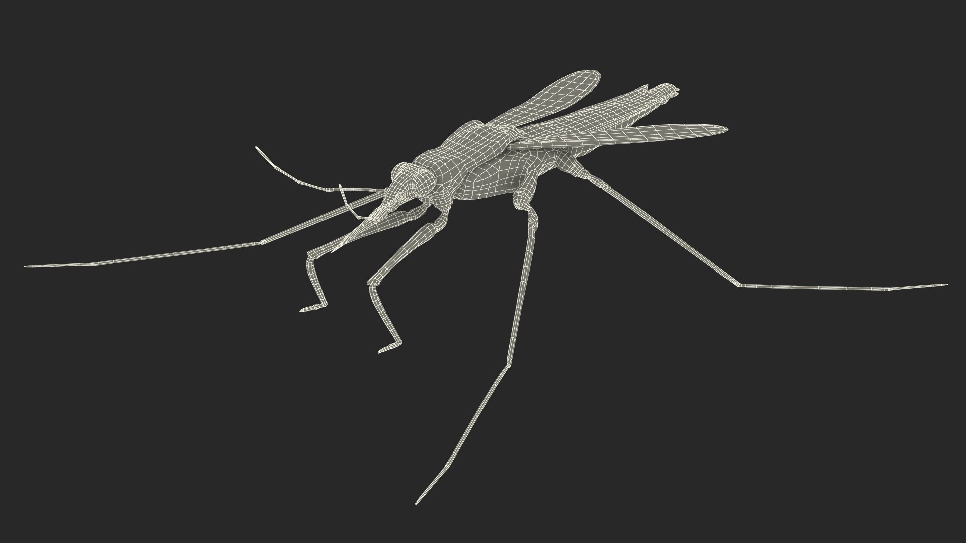 3D Water Strider Stand Pose Model - TurboSquid 2114398