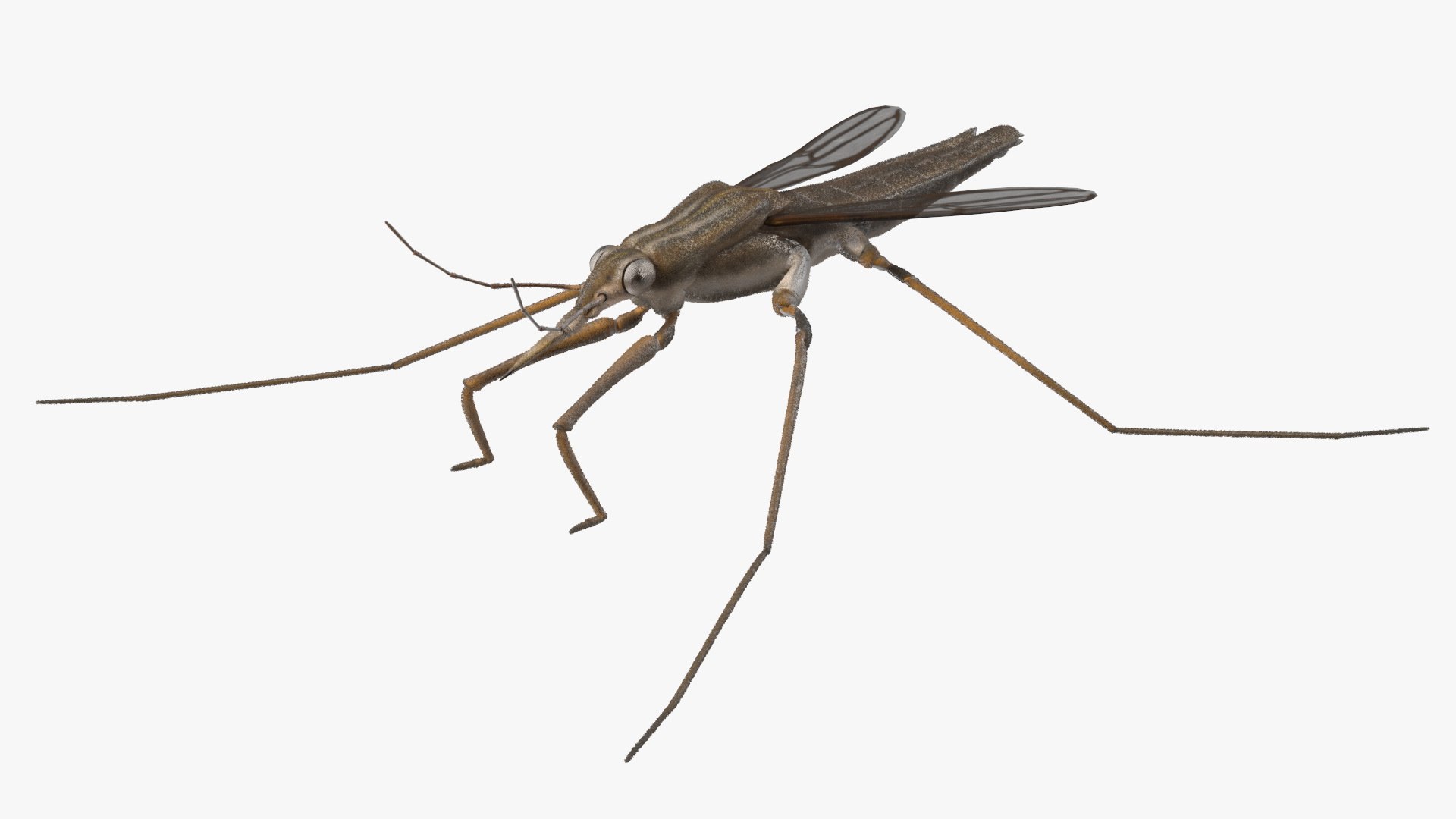 3D Water Strider Stand Pose Model - TurboSquid 2114398