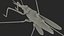 3D Water Strider Stand Pose model
