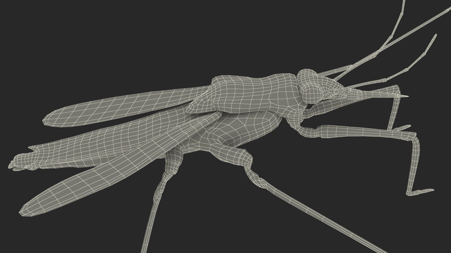 3D Water Strider Stand Pose Model - TurboSquid 2114398