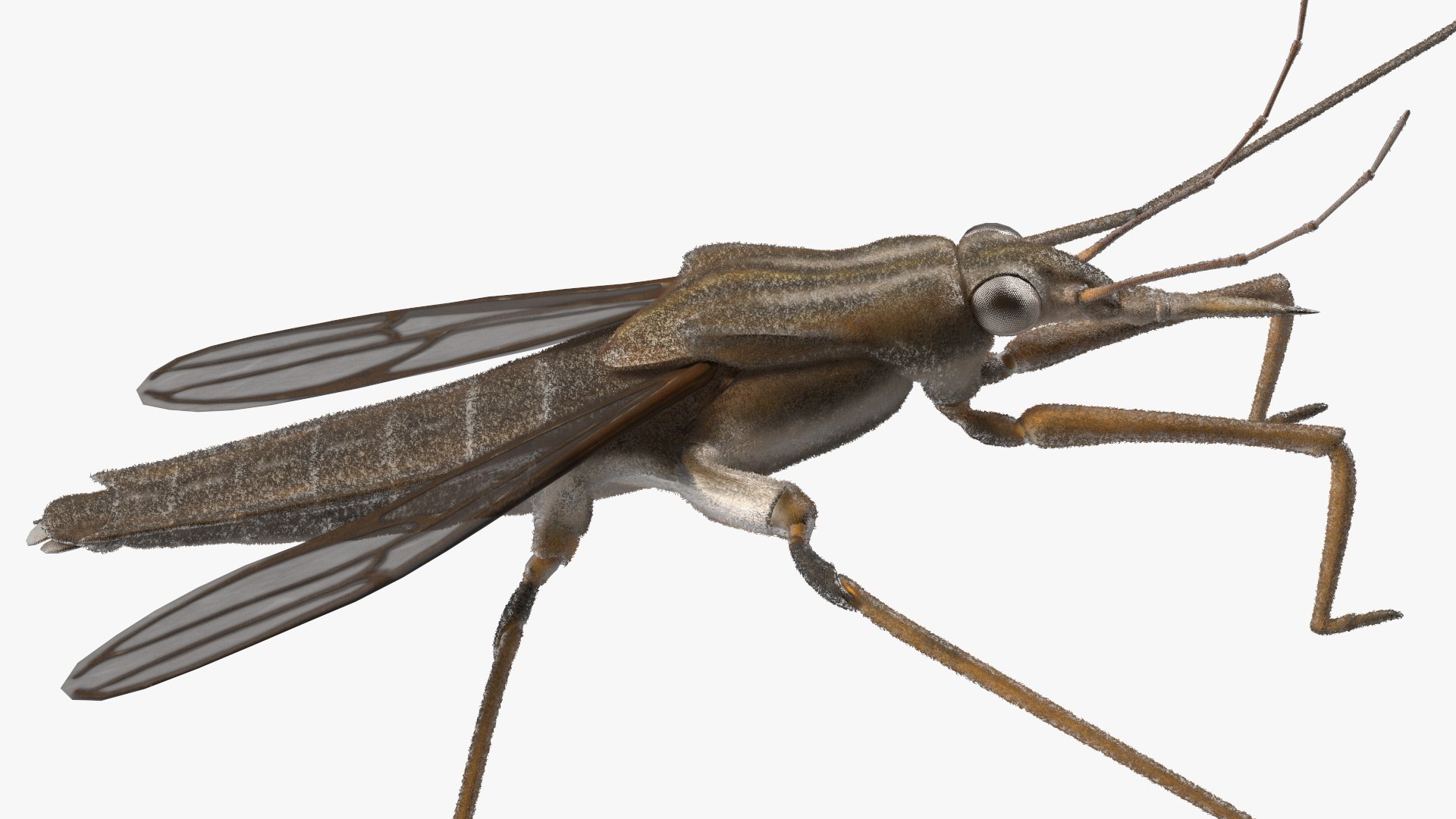 3D Water Strider Stand Pose Model - TurboSquid 2114398