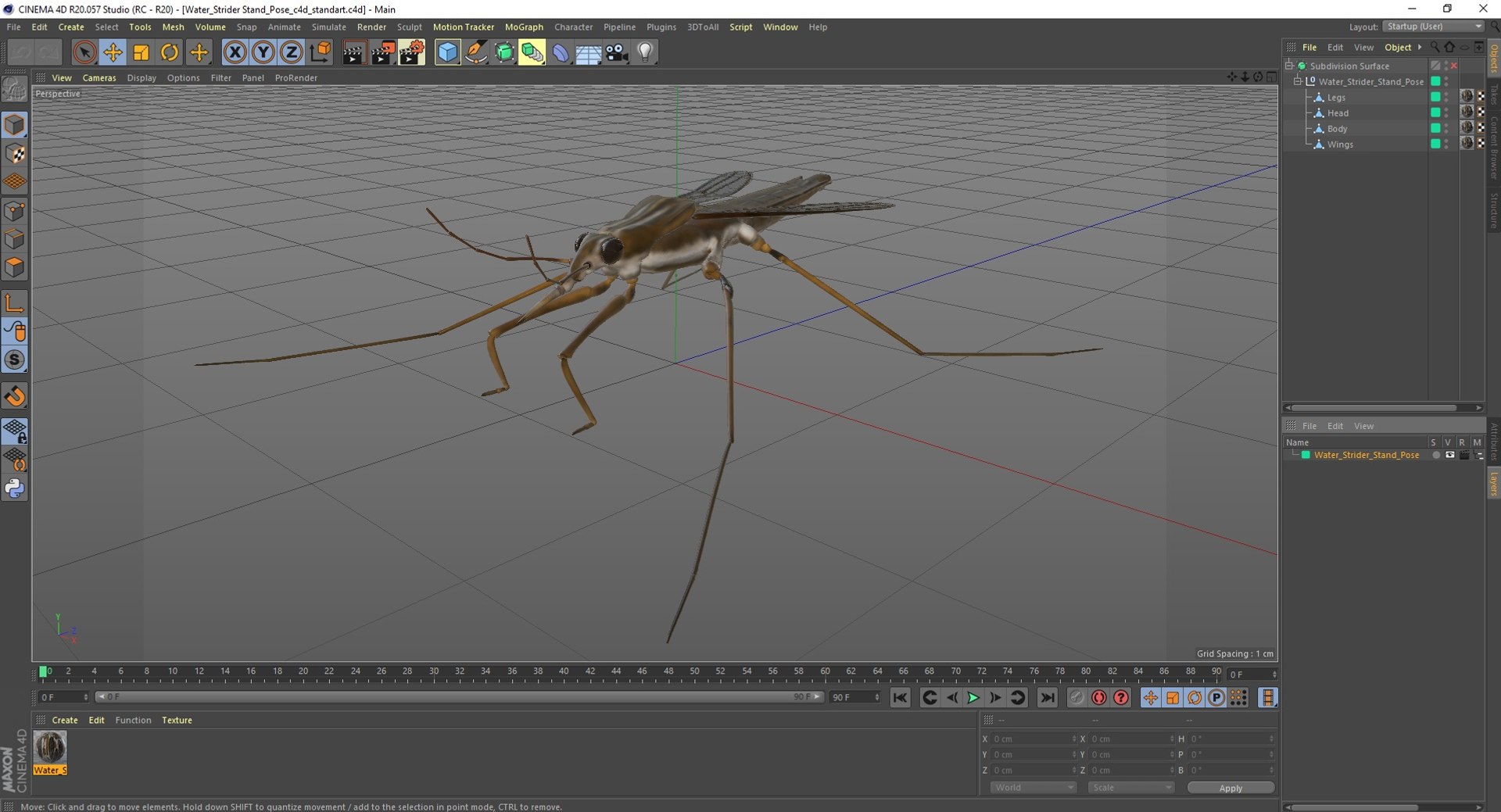 3D Water Strider Stand Pose Model - TurboSquid 2114398