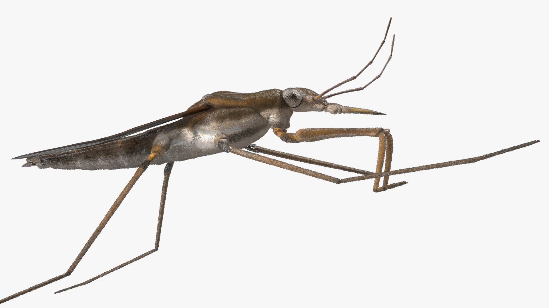 3D Water Strider Stand Pose Model - TurboSquid 2114398