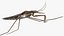 3D Water Strider Stand Pose model