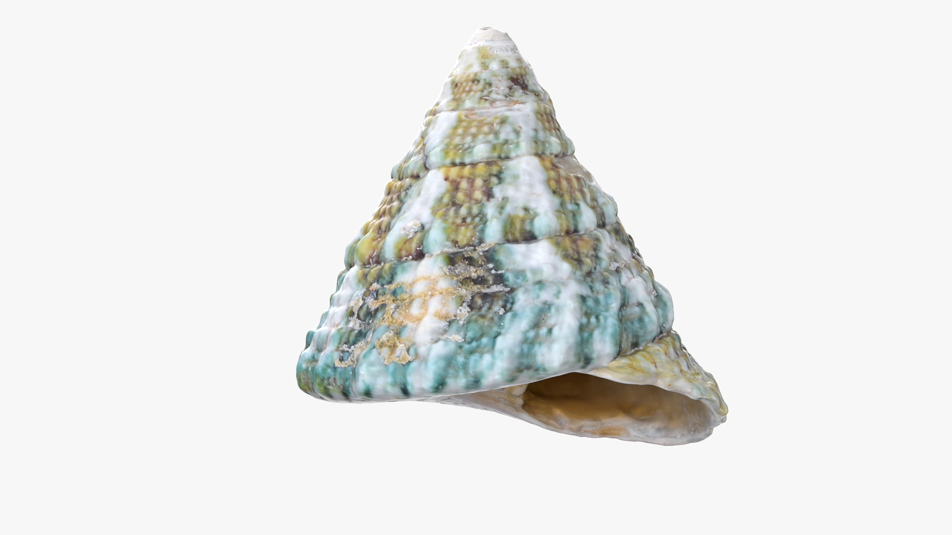 Tectus Pyramis 3D Model - TurboSquid 2439071