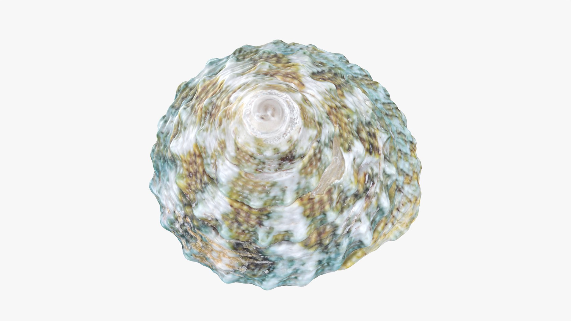 Tectus Pyramis 3D Model - TurboSquid 2439071