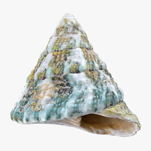 Tectus Pyramis 3D model