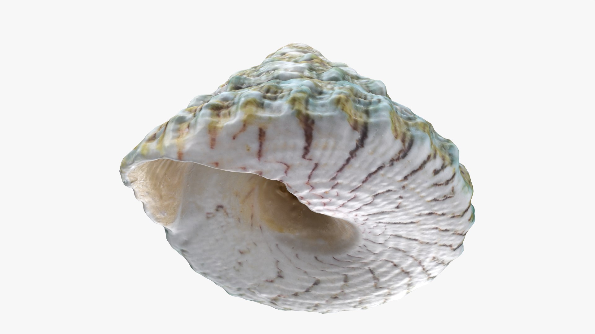 Tectus Pyramis 3D Model - TurboSquid 2439071