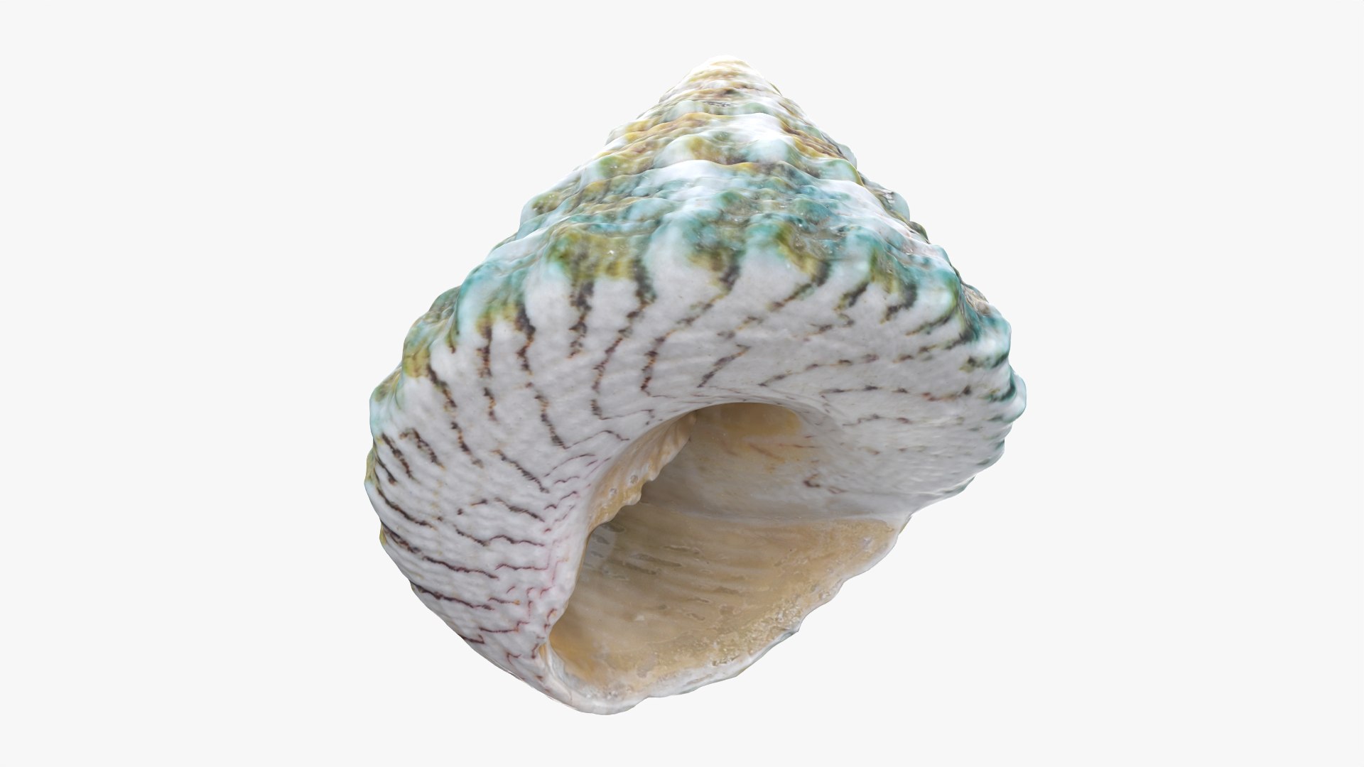 Tectus Pyramis 3D Model - TurboSquid 2439071