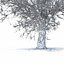 Winter Tree 07