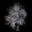 Winter Tree 07