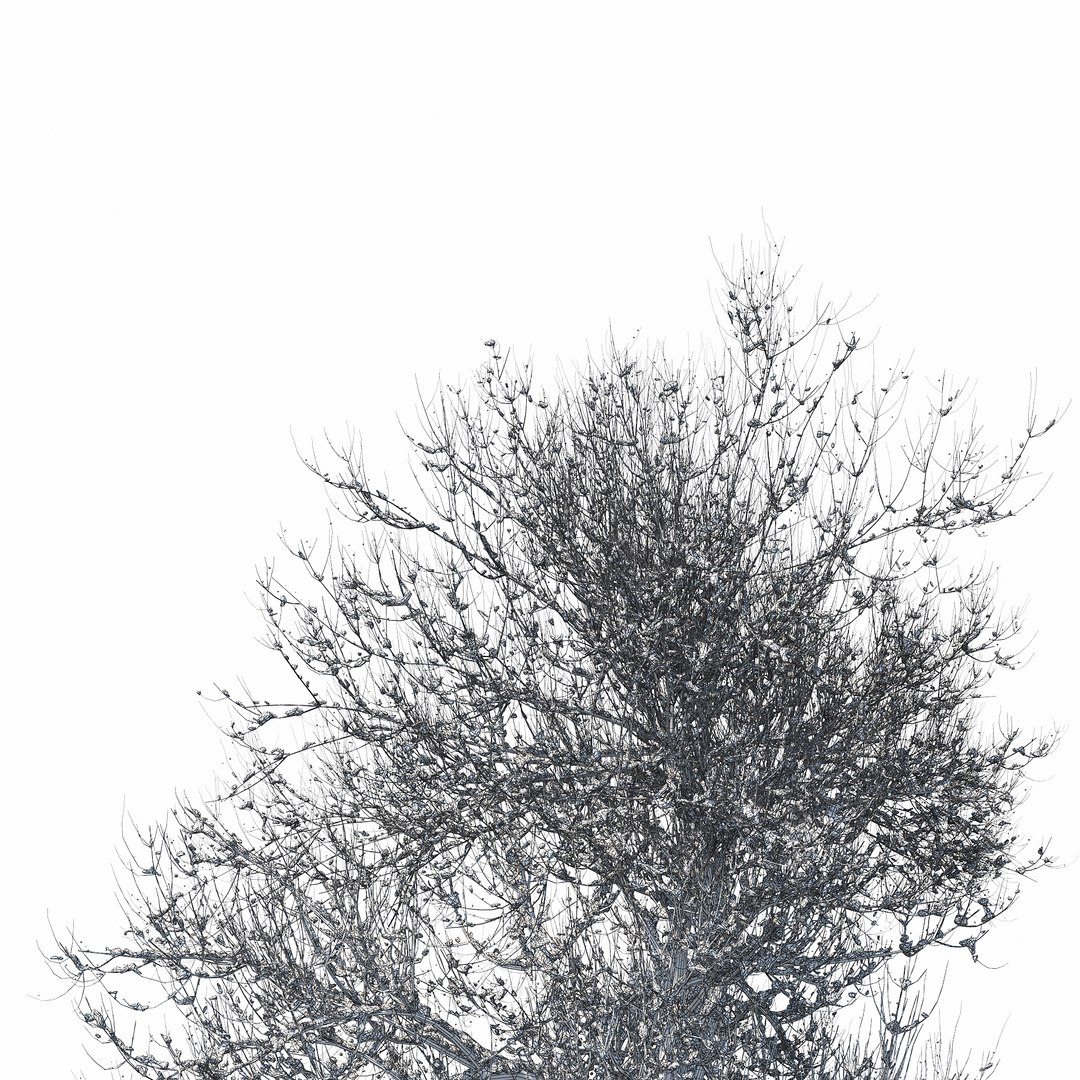 3D winter tree 07 https://p.turbosquid.com/ts-thumb/Oy/29JuIx/GuzsiZiu/w_010copy/jpg/1510843603/1920x1080/fit_q87/dbd5a8cd2ef5bd1fe48ebf2ea720087224970c96/w_010copy.jpg