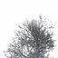 Winter Tree 07