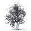 Winter Tree 07
