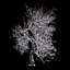 Winter Tree 07