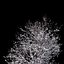 Winter Tree 07