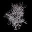 Winter Tree 07