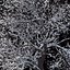 Winter Tree 07