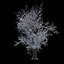 Winter Tree 07