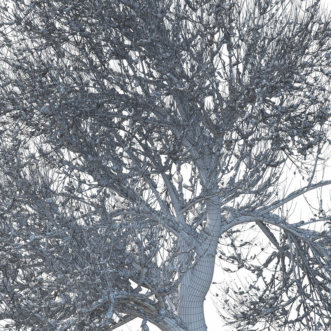 3D winter tree 07 https://p.turbosquid.com/ts-thumb/Oy/29JuIx/tP83NGKj/w_011copy/jpg/1510843603/1920x1080/fit_q87/edc2bdda15bc1225c0c1f6d46842c71a98259d65/w_011copy.jpg