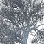 Winter Tree 07