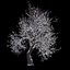 Winter Tree 07