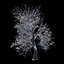 Winter Tree 07