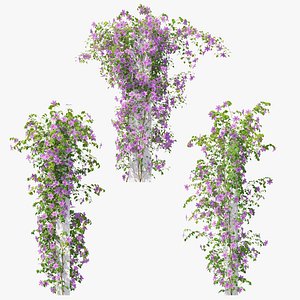 Clematis