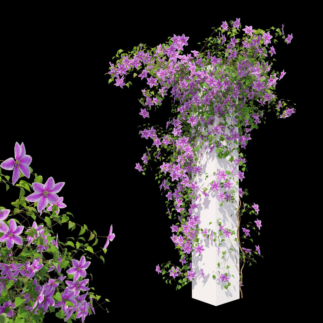 3D Clematis https://p.turbosquid.com/ts-thumb/Oy/A9VJkQ/96/preview5/jpg/1776917030/1920x1080/fit_q87/8ce986b969141d5641163d4858e9cccf83728aa7/preview5.jpg