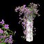 Clematis