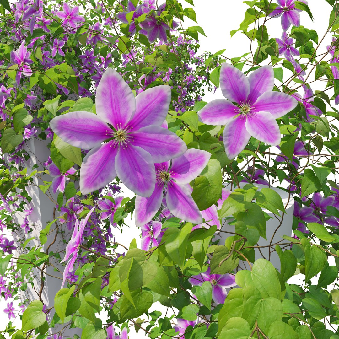 3D Clematis https://p.turbosquid.com/ts-thumb/Oy/A9VJkQ/M0/preview4/jpg/1776917028/1920x1080/fit_q87/03c629092dbb007fdb4e96ffdb7a337c46caab3b/preview4.jpg