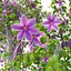 Clematis
