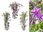 Clematis