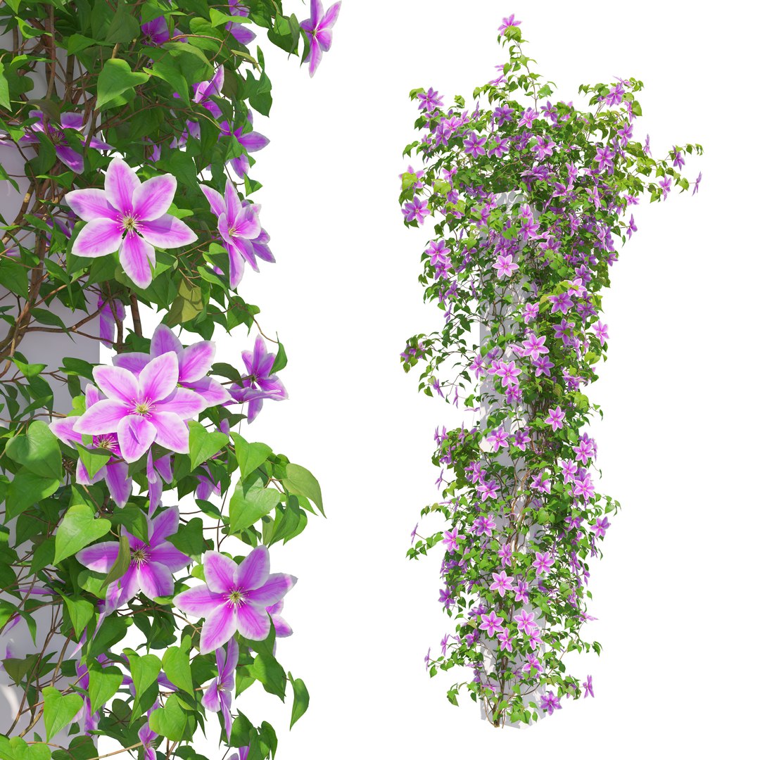 3D Clematis https://p.turbosquid.com/ts-thumb/Oy/A9VJkQ/lx/preview2/jpg/1776917027/1920x1080/fit_q87/57e023d785e77d4aa26a77bf92a14d940b8e7eaa/preview2.jpg