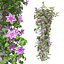 Clematis
