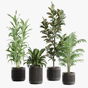 3D Indoor Plants Pack 89 model