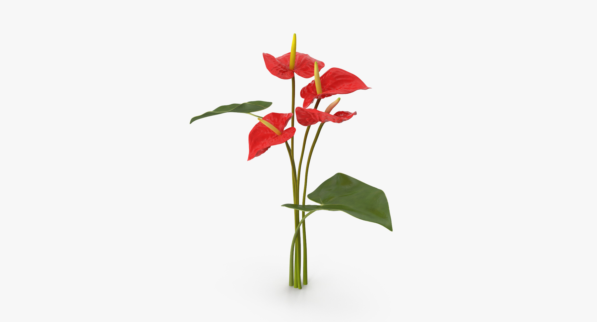 3D red floral set 01 https://p.turbosquid.com/ts-thumb/Oy/VHQzGi/20JaDwl8/0000/jpg/1564584823/1920x1080/turn_fit_q99/f7903642073b2a9be16462129148feb6cb472bd6/0000-1.jpg