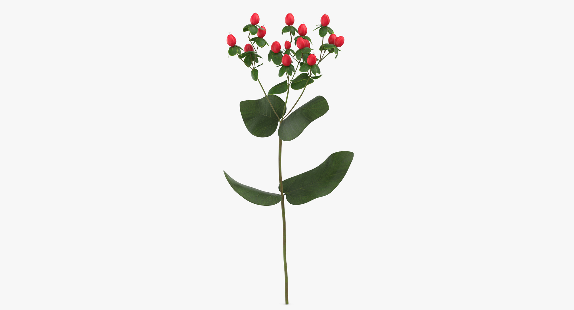 3D red floral set 01 https://p.turbosquid.com/ts-thumb/Oy/VHQzGi/7Gq2reNe/0000/jpg/1566207555/1920x1080/turn_fit_q99/c7552429eb9b277fde7cadc8e918ab2598b73d6f/0000-1.jpg