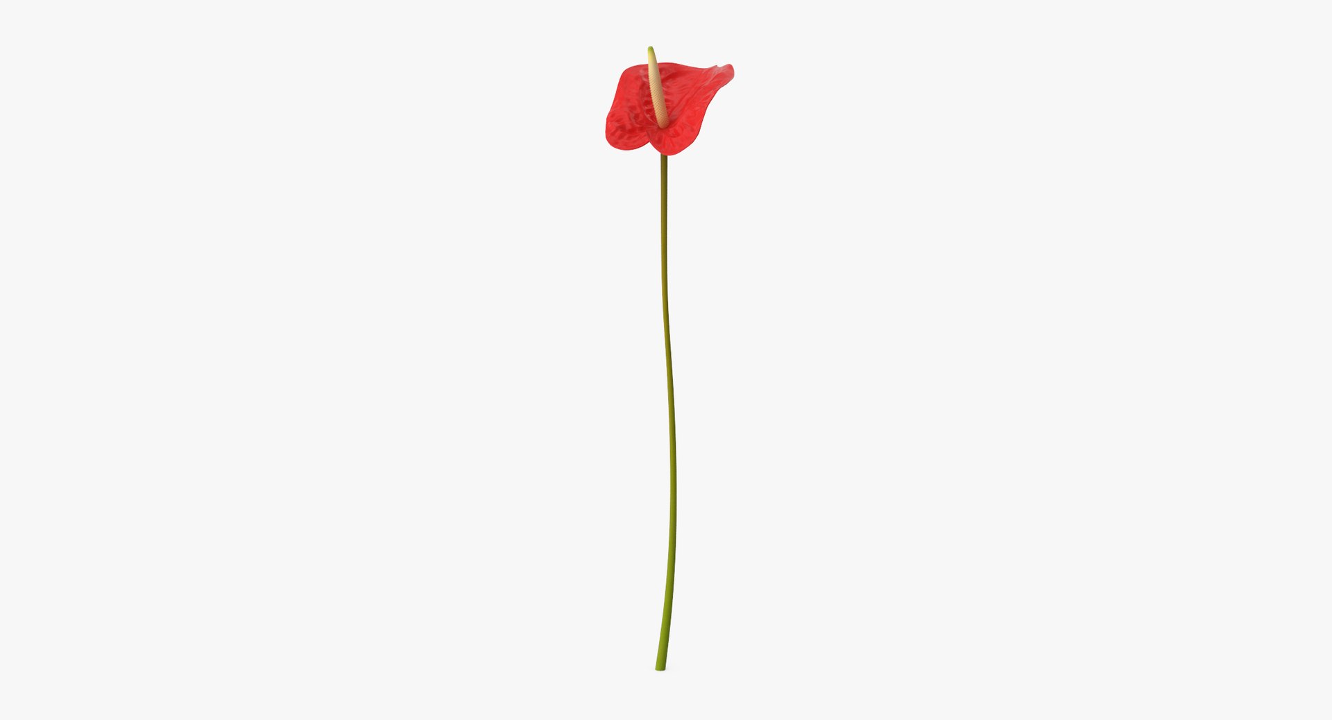 3D red floral set 01 https://p.turbosquid.com/ts-thumb/Oy/VHQzGi/CrOflqIF/anthurium_01_002_standing_thumbnail_0001/jpg/1568896145/1920x1080/fit_q87/7ac471842068b1a4744e0f506d6462608b0e894d/anthurium_01_002_standing_thumbnail_0001.jpg