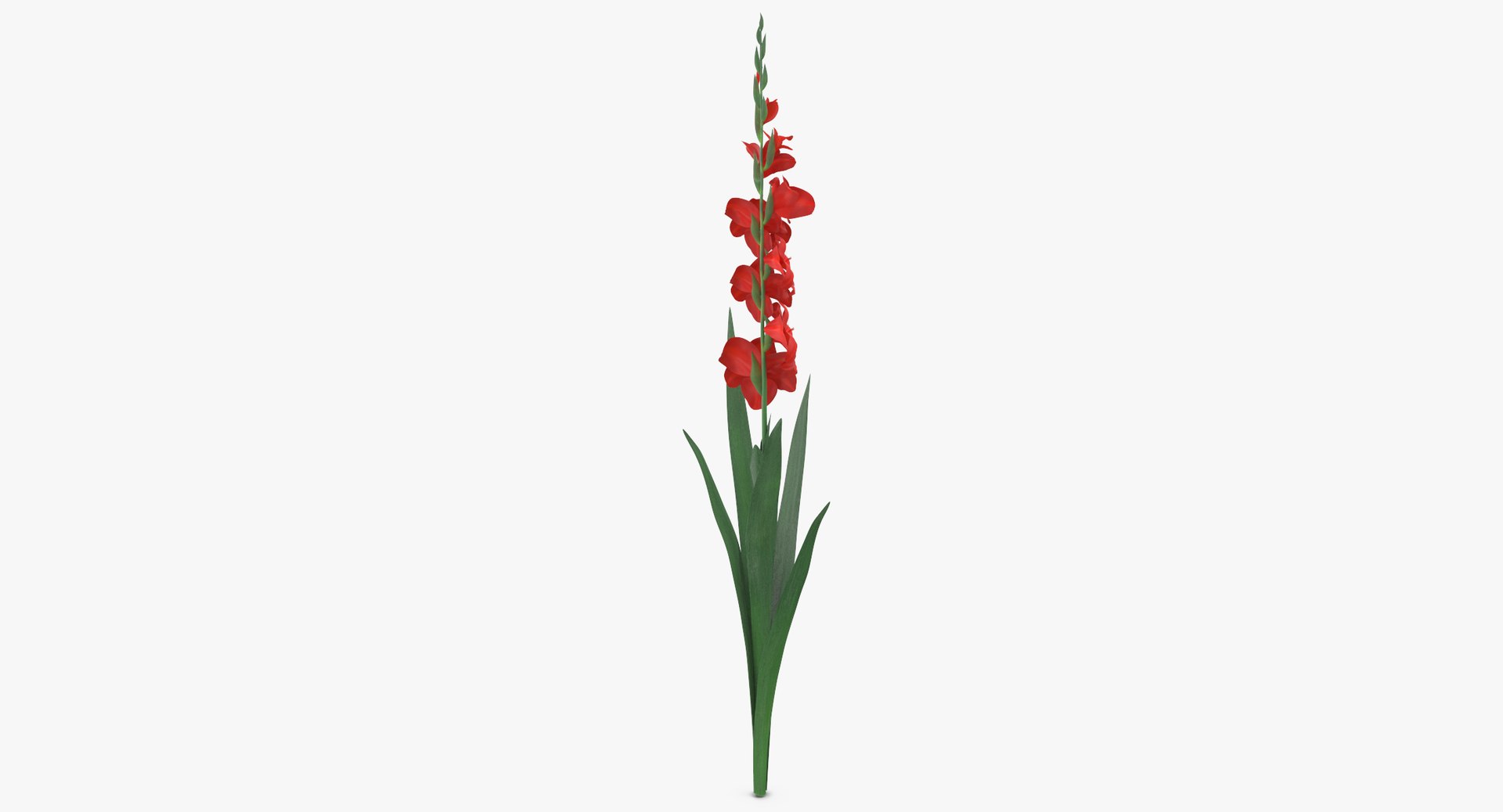 3D red floral set 01 https://p.turbosquid.com/ts-thumb/Oy/VHQzGi/CzKvFRXz/gladious_red_thumbnail_0002/jpg/1568896436/1920x1080/fit_q87/8aef66c573b44bc46ed88e78f3bd425ed04d2de7/gladious_red_thumbnail_0002.jpg