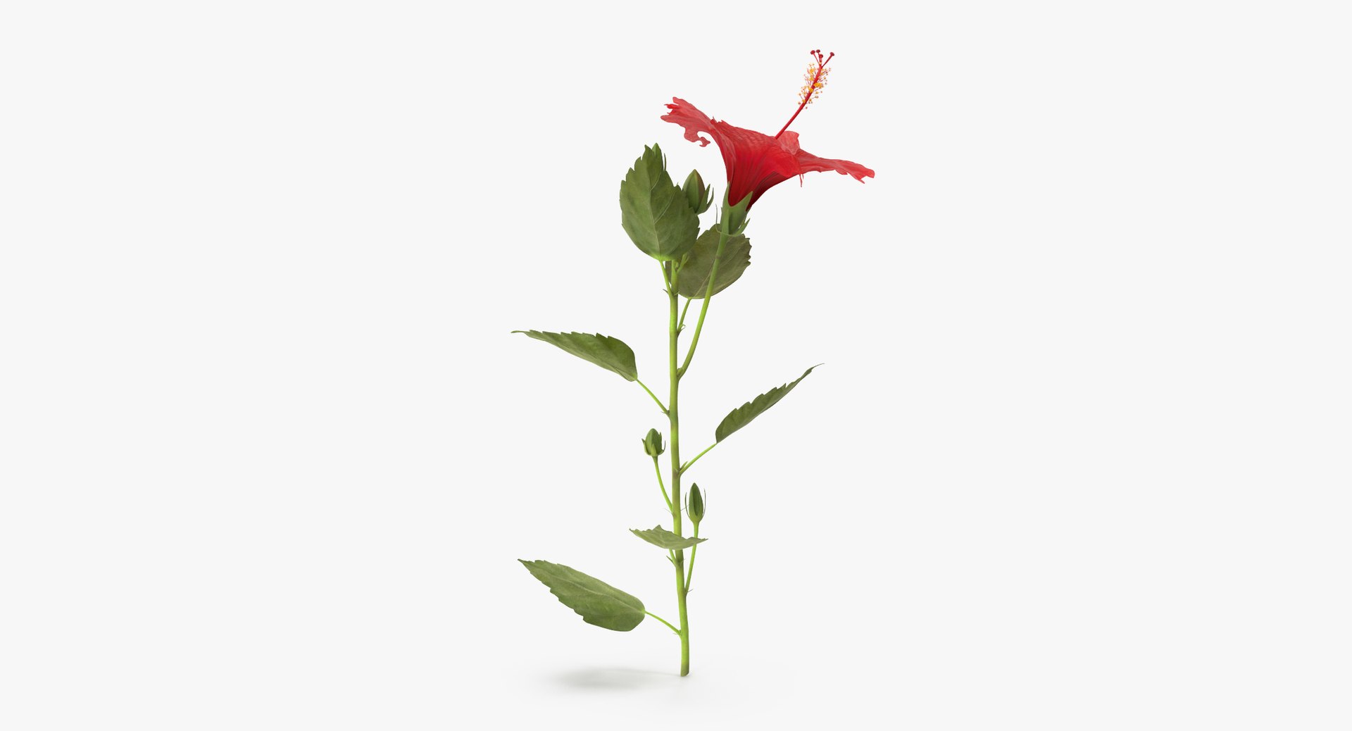 3D red floral set 01 https://p.turbosquid.com/ts-thumb/Oy/VHQzGi/LQvVyDMm/hibiscus_standing_001_thumbnail_0002/jpg/1568896278/1920x1080/fit_q87/9e5a6699c9574f5733b4d22b03ad2ef842097fa3/hibiscus_standing_001_thumbnail_0002.jpg