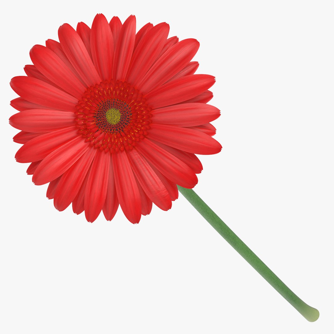 3D red floral set 01 https://p.turbosquid.com/ts-thumb/Oy/VHQzGi/RhE6OiMp/gerbera_red_thumbnail_square_0000/jpg/1568896417/1920x1080/fit_q87/ae5971d2b34c60288a36c1089f93b0d330a20e7d/gerbera_red_thumbnail_square_0000.jpg
