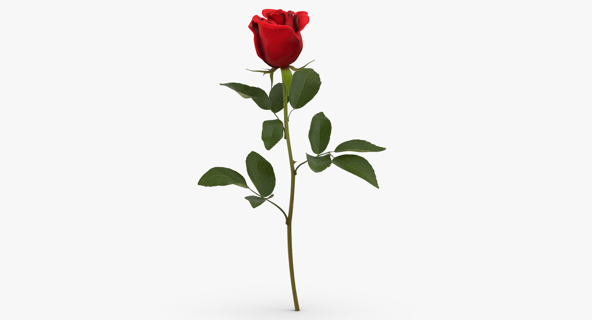 3D red floral set 01 https://p.turbosquid.com/ts-thumb/Oy/VHQzGi/iie1Sbvr/0000/jpg/1564581634/1920x1080/turn_fit_q99/664f54dc51c4a7ff6dfebf3c20a7b6cc2f4a19dc/0000-1.jpg