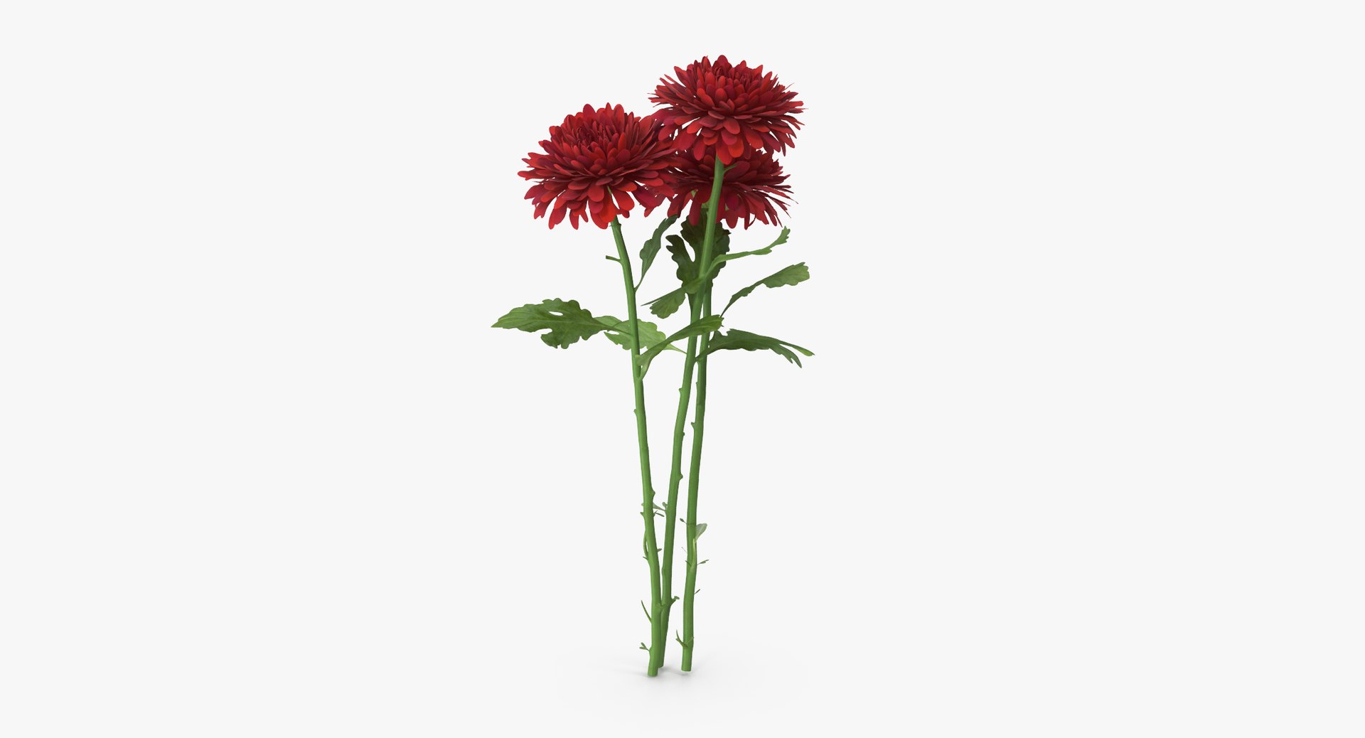 3D red floral set 01 https://p.turbosquid.com/ts-thumb/Oy/VHQzGi/mmhDBucH/chrysanthemum_04_bouquet_red_001_thumbnail_0004/jpg/1568896363/1920x1080/fit_q87/22d6b0fe7577ba5eb66b00f1e23404808c32a5e6/chrysanthemum_04_bouquet_red_001_thumbnail_0004.jpg