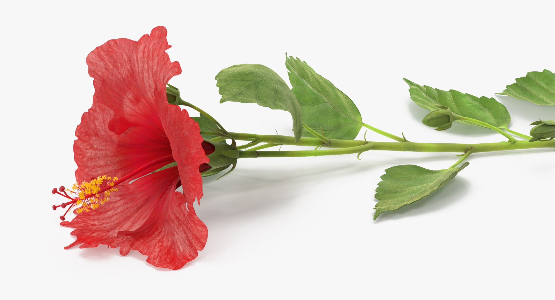 3D red floral set 01 https://p.turbosquid.com/ts-thumb/Oy/VHQzGi/tW4chb0W/hibiscus_laying_001_thumbnail_0008/jpg/1568896256/1920x1080/fit_q87/a4402dc09f0f92992874aeaef132a79b094d55a3/hibiscus_laying_001_thumbnail_0008.jpg