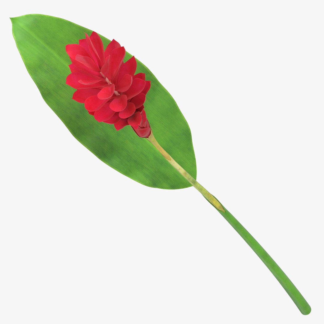 3D red floral set 01 https://p.turbosquid.com/ts-thumb/Oy/VHQzGi/wJiN3ASy/alpini_purpurata_red_thumbnail_square_0000/jpg/1568896528/1920x1080/fit_q87/50469c38498f1cd8c05ca0c27f2d6349ad87b4b1/alpini_purpurata_red_thumbnail_square_0000.jpg