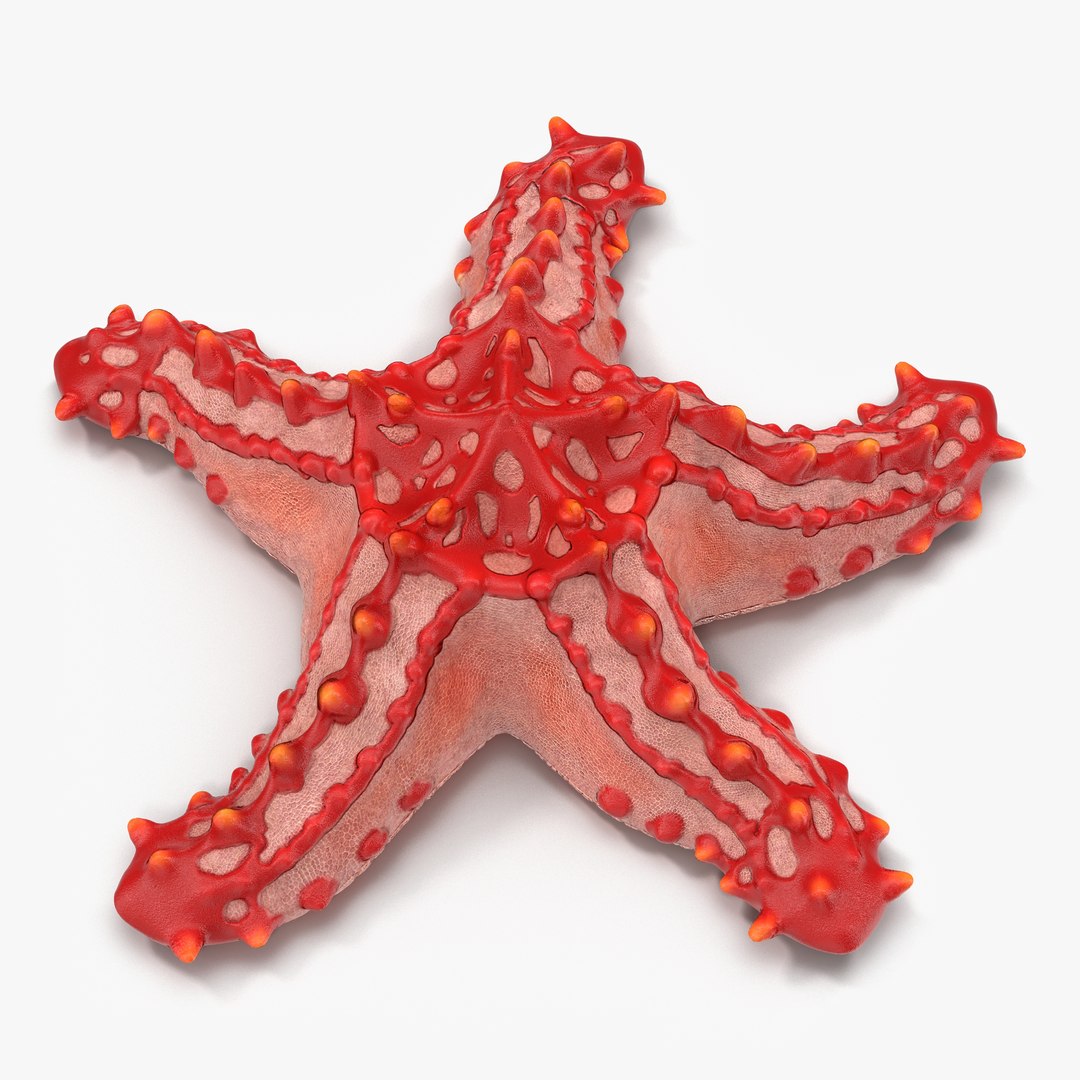 Red Knobbed Starfish Rigged 3D model preview